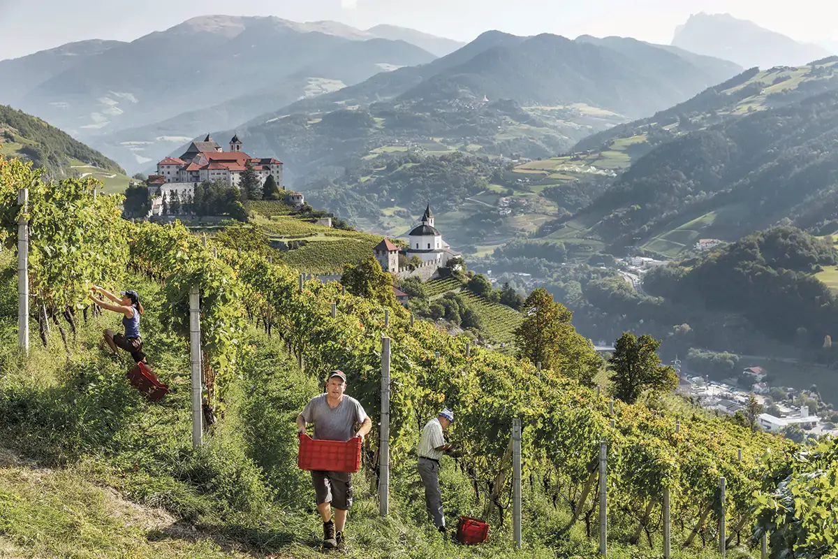 Nonostante il meteo sfavorevole, la vendemmia 2021 in Alto Adige produrr&agrave; una buona qualit&agrave; Fine vendemmia per il Consorzio vini Alto Adige: Nonostante il meteo, ottima qualit&agrave;